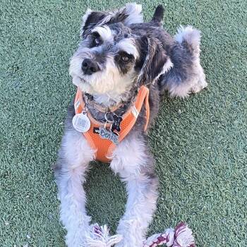 Benjie (AP25-212) -  Miniature Schnauzer Dog for Adoption in Peyton, Colorado - Benjie (AP25-212) | PetCurious