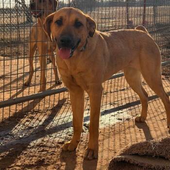 Treeing Walker Coonhound Dogs Available for Adoption in Sentinel, Oklahoma - Olive | PetCurious