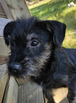 Rescue Terrier Dogs for Adoption in Centerville, Georgia - Blinky | PetCurious