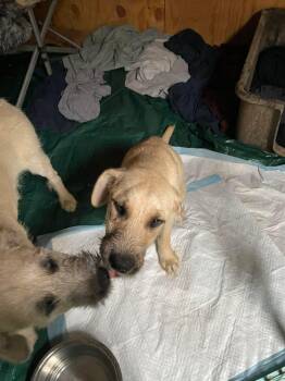 Irish Wolfhound and German Wirehaired Pointer Dogs Available for Adoption in New Baltimore, Michigan - Pear | PetCurious