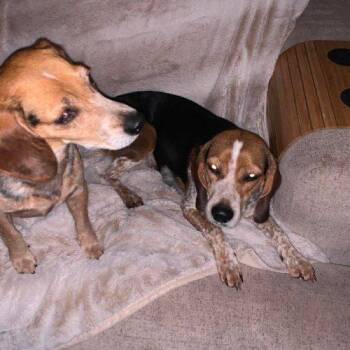 Sage -  Beagle Dog for Adoption in Kent, Washington - Sage | PetCurious