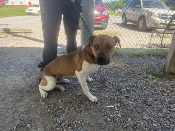 Mixed Breed Dogs Available for Adoption in Murray, Kentucky - Tucker | PetCurious