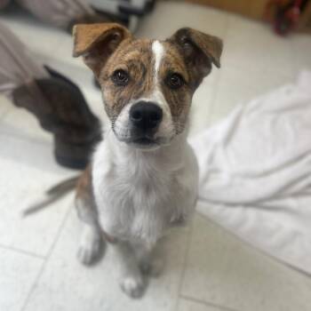 Mixed Breed Dogs Available for Adoption - Rocket | PetCurious