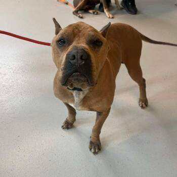 Mixed Breed Dogs Available for Adoption in Huntington, West Virginia - Hadley - SH 4/24 | PetCurious