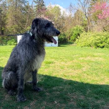 Irish Wolfhound Dogs Available for Adoption in Harrisonburg, Virginia - Walter | PetCurious