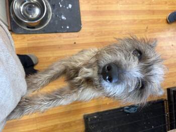 Rescue Schnauzer Dogs for Adoption in Mobile, Alabama - Ash | PetCurious