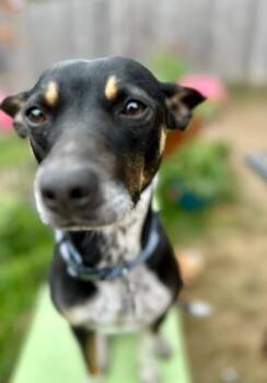Rigger the Spunky Sweetheart -  Rat Terrier and Chihuahua Dog for Adoption in Friendswood, Texas - Rigger The Spunky Sweetheart | PetCurious