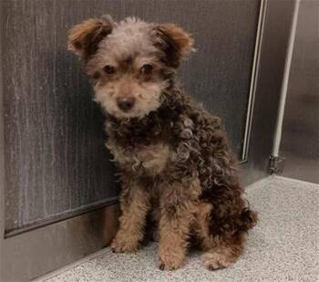 Ebbie Geezer -  Poodle Dog for Adoption in Elk Grove, California - Ebbie Geezer | PetCurious