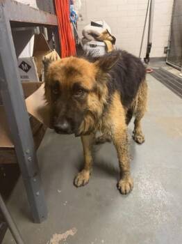 TEDDY -  German Shepherd Dog Dog for Adoption in Stockton, California - TEDDY | PetCurious