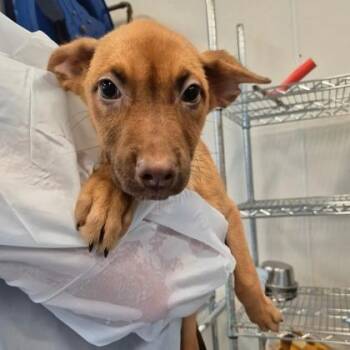 Janelle -  Vizsla and German Pinscher Dog for Adoption in Morton Grove, Illinois - Janelle | PetCurious