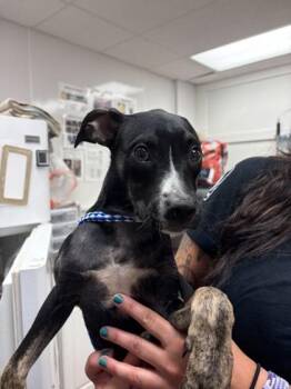Mrs. Graham -  Pit Bull Terrier and Mixed Breed Dog for Adoption in South Bend, Indiana - Mrs. Graham | PetCurious