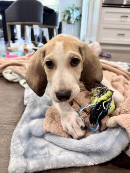 LANCE -  Beagle and Hound Dog for Adoption in Seale, Alabama - LANCE | PetCurious