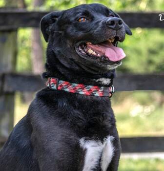 Rescue Labrador Retriever Dogs for Adoption in Frederick, Maryland - Django-Available (Courtesy Post) Contact Lharinfo@gmail.com For  | PetCurious