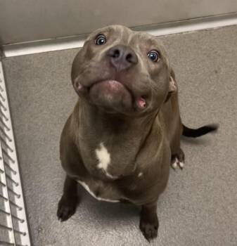 Xander -  Pit Bull Terrier Dog for Adoption in Des Moines, Iowa - Xander | PetCurious