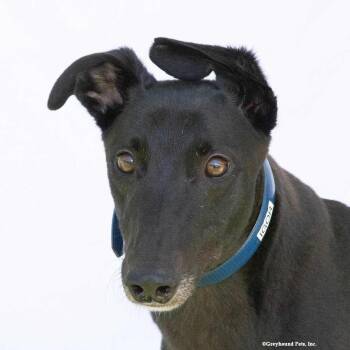 Igor -  Greyhound Dog for Adoption in Woodinville, Washington - Igor | PetCurious
