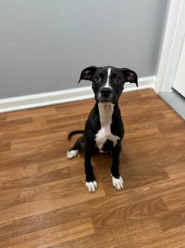 Freya -  Terrier and Hound Dog for Adoption in Lovingston, Virginia - Freya | PetCurious