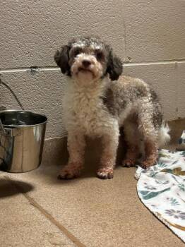 Chili -  Havanese Dog for Adoption in Lima, Ohio - Chili | PetCurious