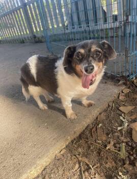Chihuahua and Dachshund Dogs Available for Adoption in Baton Rouge, Louisiana - Gracie | PetCurious