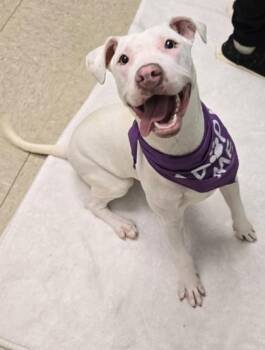 Paloma -  Mixed Breed Dog for Adoption in Hamilton, Ohio - Paloma | PetCurious