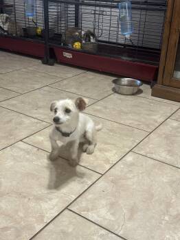 Rescue Terrier Dogs for Adoption in New Orleans, Louisiana - Goo Goose (Benefactor Puppy) | PetCurious