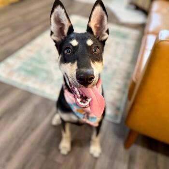 Husky and Shepherd Dogs Available for Adoption in Friendswood, Texas - Amora Dream | PetCurious