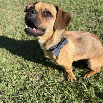 Pug Dogs Available for Adoption in Waxhaw, North Carolina - Jay | PetCurious