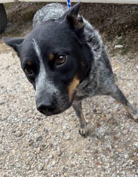 Rescue Australian Cattle Dog Blue Heeler Dogs for Adoption in Edna, Texas - FOUND - Emma | PetCurious