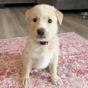 Shepherd and Husky Dogs Available for Adoption - Arya | PetCurious