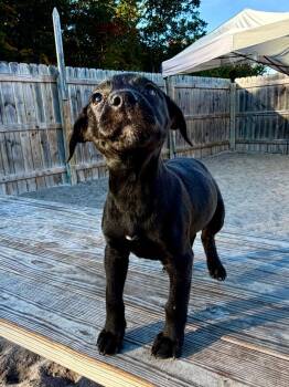 NP 6 -  Labrador Retriever and Mixed Breed Dog for Adoption in Muskegon, Michigan - NP 6 | PetCurious