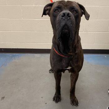 Goose -  Mixed Breed Dog for Adoption in Memphis, Tennessee - Goose | PetCurious