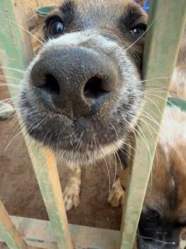 Blossom -  Mixed Breed Dog for Adoption in Hobbs, New Mexico - Blossom | PetCurious