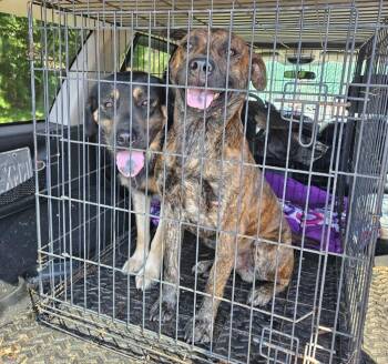 Buddy -  Australian Shepherd Dog for Adoption in Mocksville, North Carolina - Buddy | PetCurious