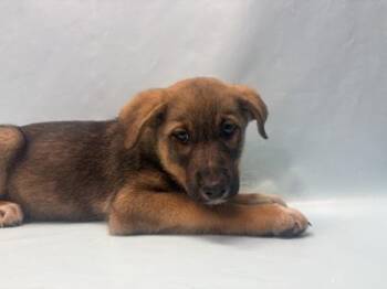 Calylophus -  Labrador Retriever and Mixed Breed Dog for Adoption in Woodbury, Minnesota - Calylophus | PetCurious