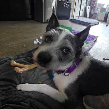 Chiquillo -  Mixed Breed Dog for Adoption in Chicago, Illinois - Chiquillo | PetCurious