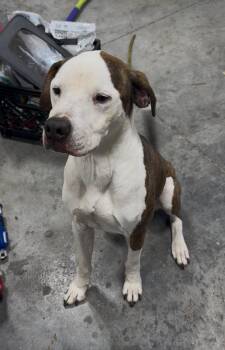 Rescue Mixed Breed Dogs for Adoption in Grand Island, Nebraska - Wally | PetCurious