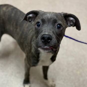 Piglet -  Pug and Pit Bull Terrier Dog for Adoption in Ardmore, Oklahoma - Piglet | PetCurious