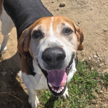 Floki -  Mixed Breed Dog for Adoption in Kennebunk, Maine - Floki | PetCurious