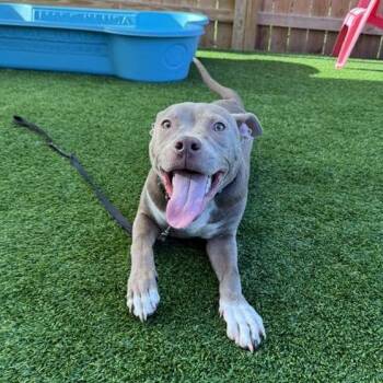 Wally -  Mixed Breed Dog for Adoption in Savannah, Georgia - Wally | PetCurious