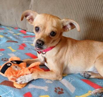 Finley -  Chiweenie Dog for Adoption in Scottsdale, Arizona - Finley | PetCurious