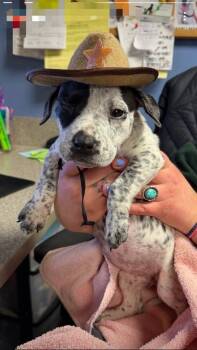 Pointer and Pit Bull Terrier Dogs Available for Adoption - Medusa | PetCurious