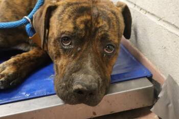 Rescue Mixed Breed Dogs for Adoption in Columbia, South Carolina - PETE | PetCurious