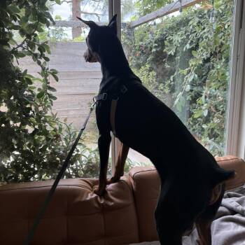 Zeus -  Doberman Pinscher Dog for Adoption in Los Angeles, California - Zeus | PetCurious