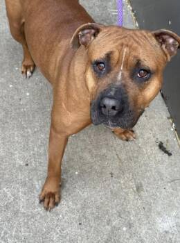 Pit Bull Terrier Dogs Available for Adoption in Chicago, Illinois - Grandella | PetCurious