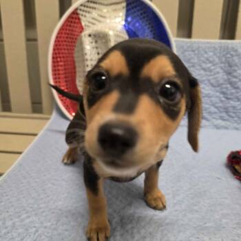 Ferb -  Terrier and Dachshund Dog for Adoption in Beaumont, Texas - Ferb | PetCurious