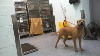 A1269661 -  Cane Corso Dog for Adoption in Charlotte, North Carolina - A1269661 | PetCurious