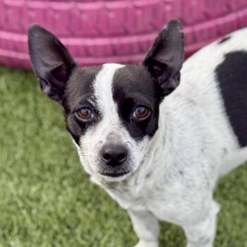 Chihuahua Dogs Available for Adoption - Pepper: Sweet Pup That Loves People | PetCurious