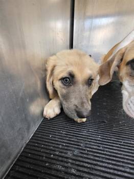 FUZZY -  Labrador Retriever Dog for Adoption in San Antonio, Texas - FUZZY | PetCurious