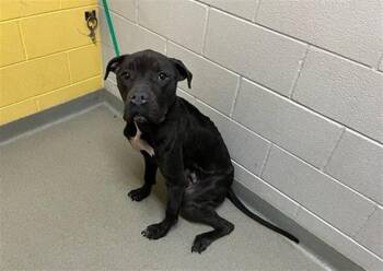 Pit Bull Terrier and Great Dane Dogs Available for Adoption - GUNNA | PetCurious