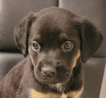 Shepherd and Labrador Retriever Dogs Available for Adoption - Pacha | PetCurious