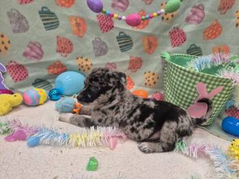 Catahoula Leopard Dog and Hound Dogs Available for Adoption in Dover, Arkansas - Coral Reef | PetCurious